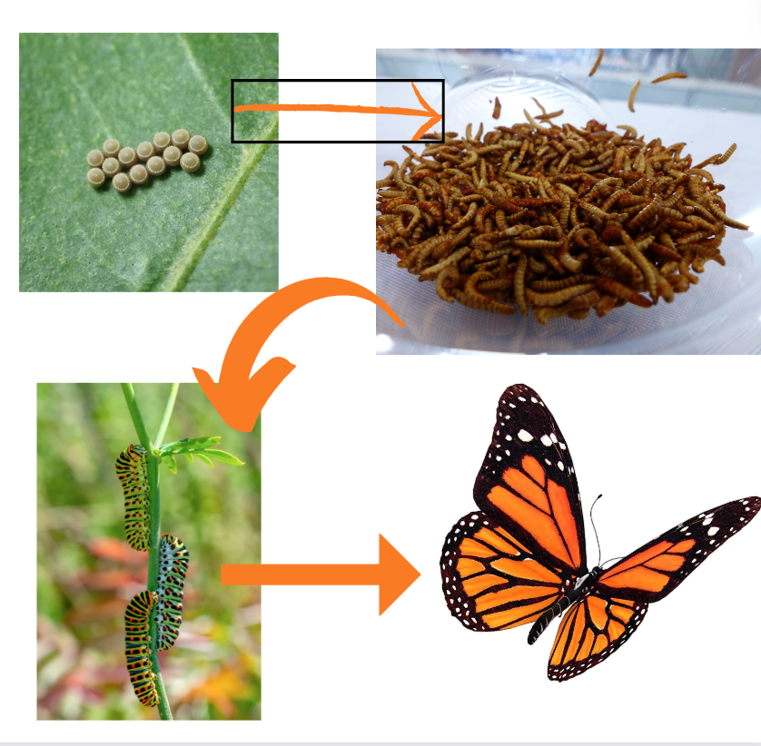 Butfly 2nd Grade Butterfly Life Cycle | Missituk News Post