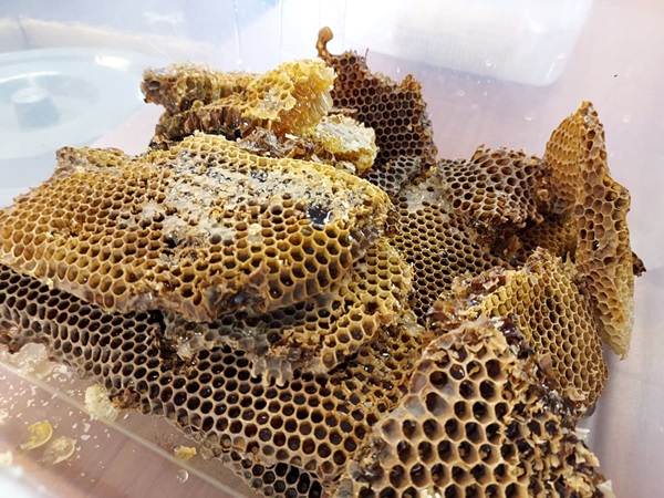 Fresh Honeycomb