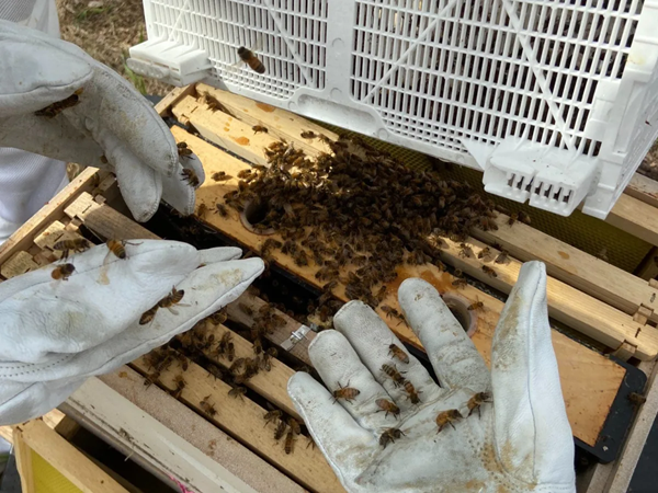 Bees in a student's hands