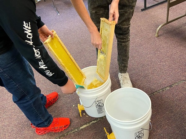 Filtering honey into a bucket