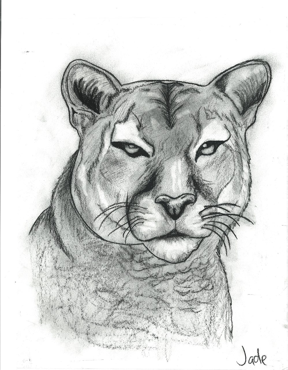 charcoal sketch of mountain lion 