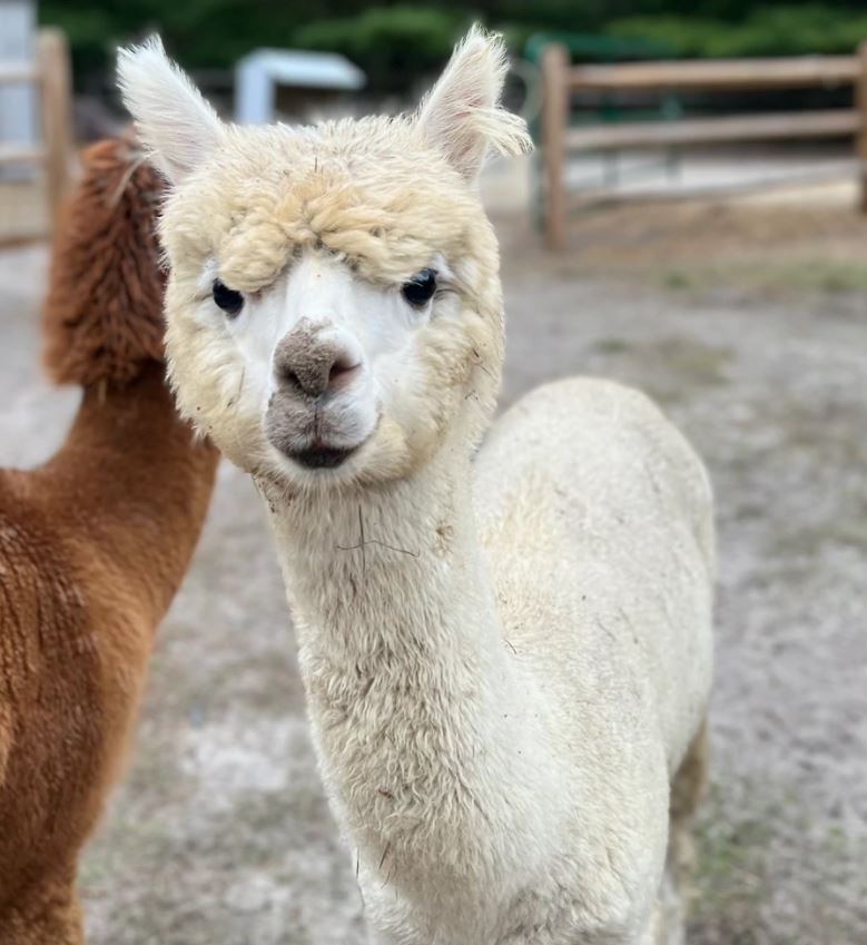 Bambino the Alpaca