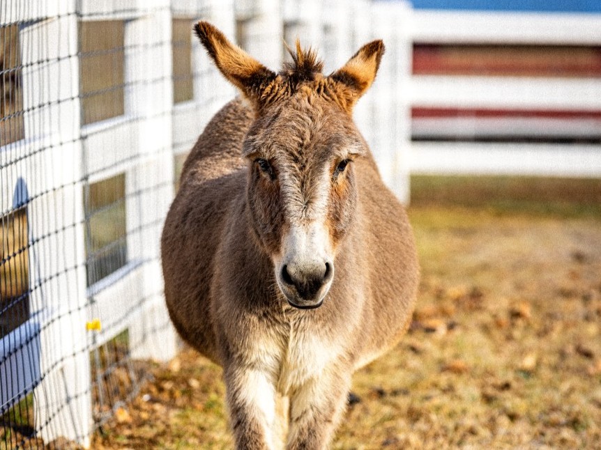リリパットレーン103☆The Donkey Stable Meet Geoffrey and Dominick: Home Winds' Resident Donkeys Find a
