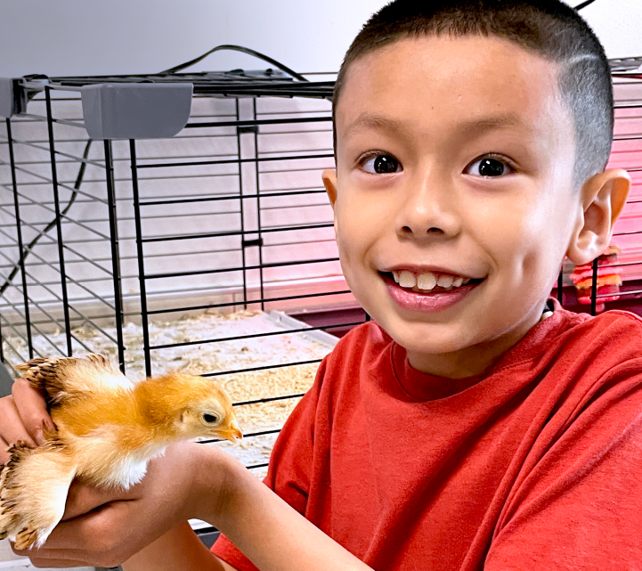 A young boy in a red shirt is smiling and holding a small, fluffy yellow chick in front of a wire cage in the background.