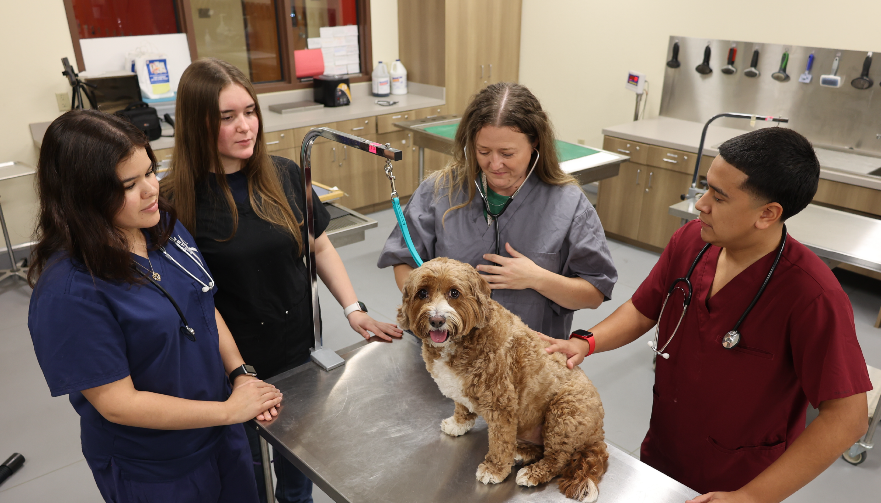 The image shows a group of medical professionals, likely veterinary staff, examining and caring for a dog in a veterinary clinic setting.