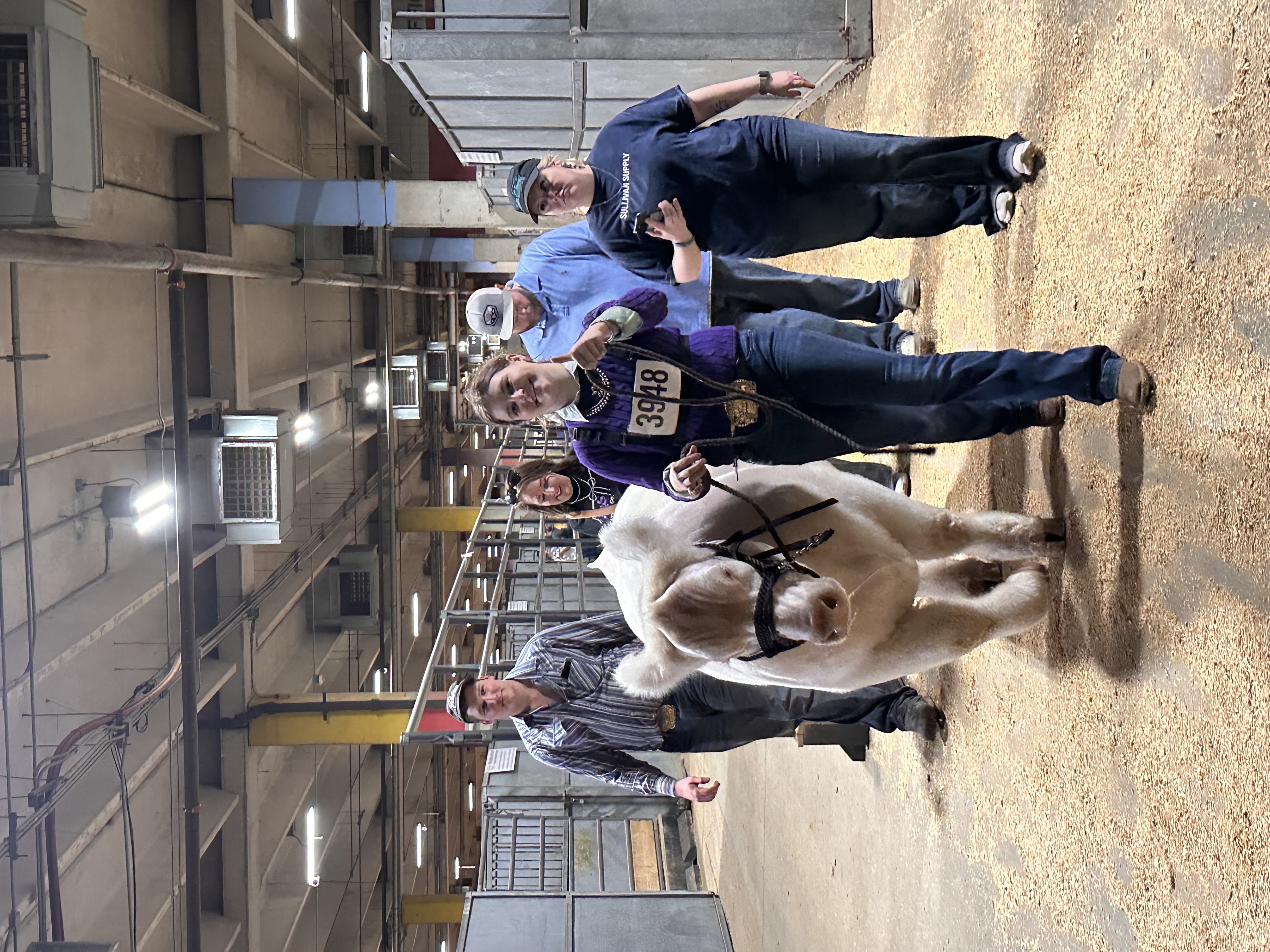 A girl walking through the stockyards with a cow and 4 people around her
