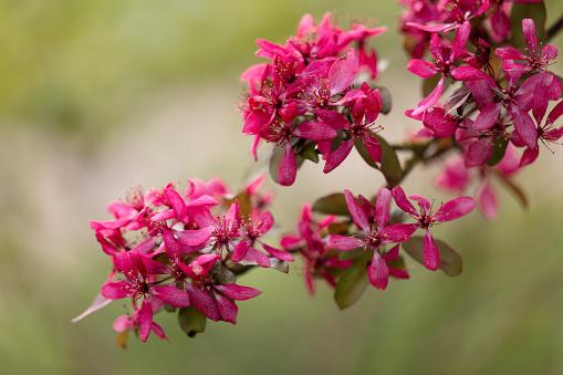 Crab Tree Roots and Our Faith | Reflections