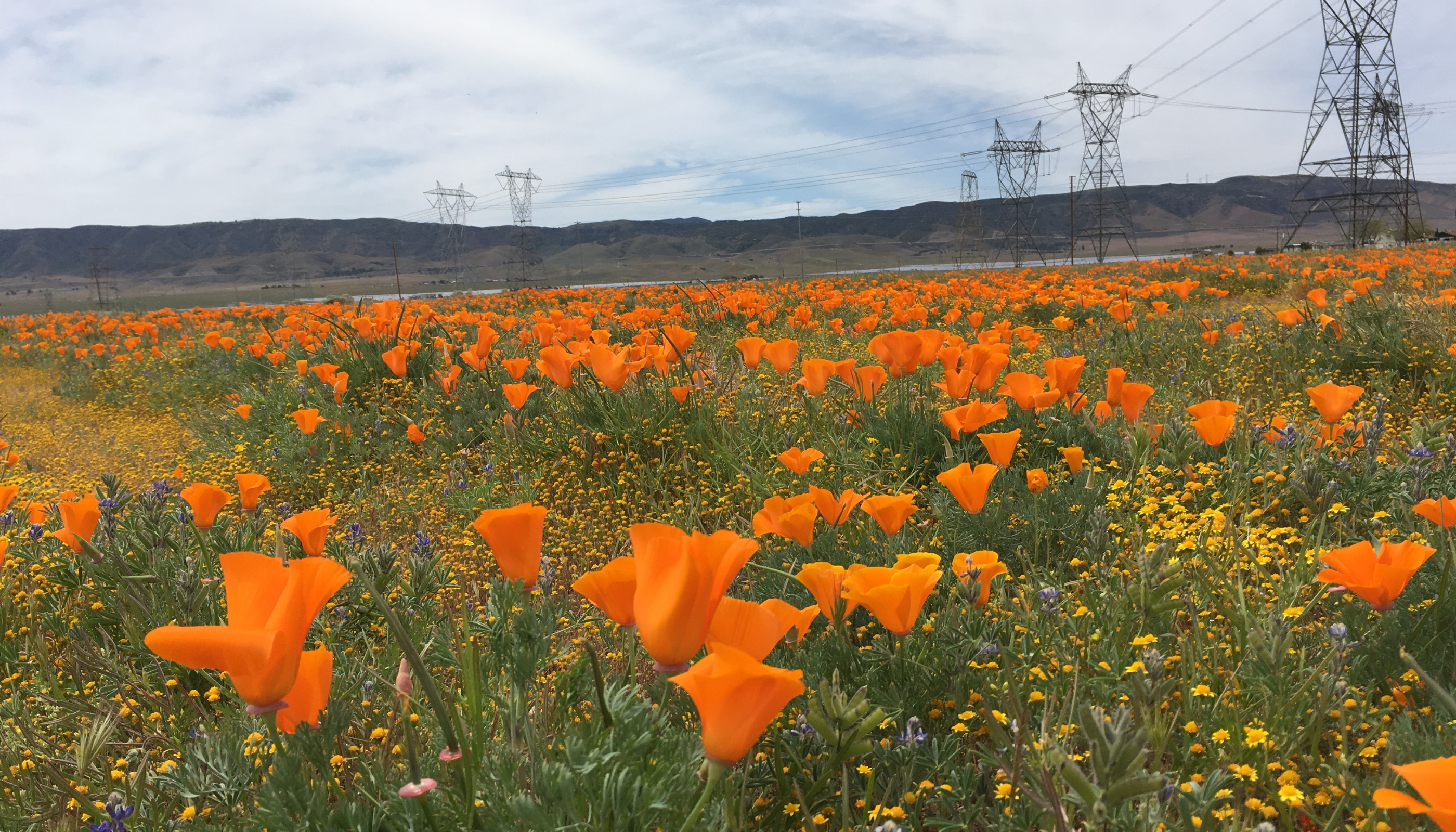 A vast field of vibrant orange California poppies stretches out in the foreground, with towering power line structures and a mountainous landscape visible in the background.