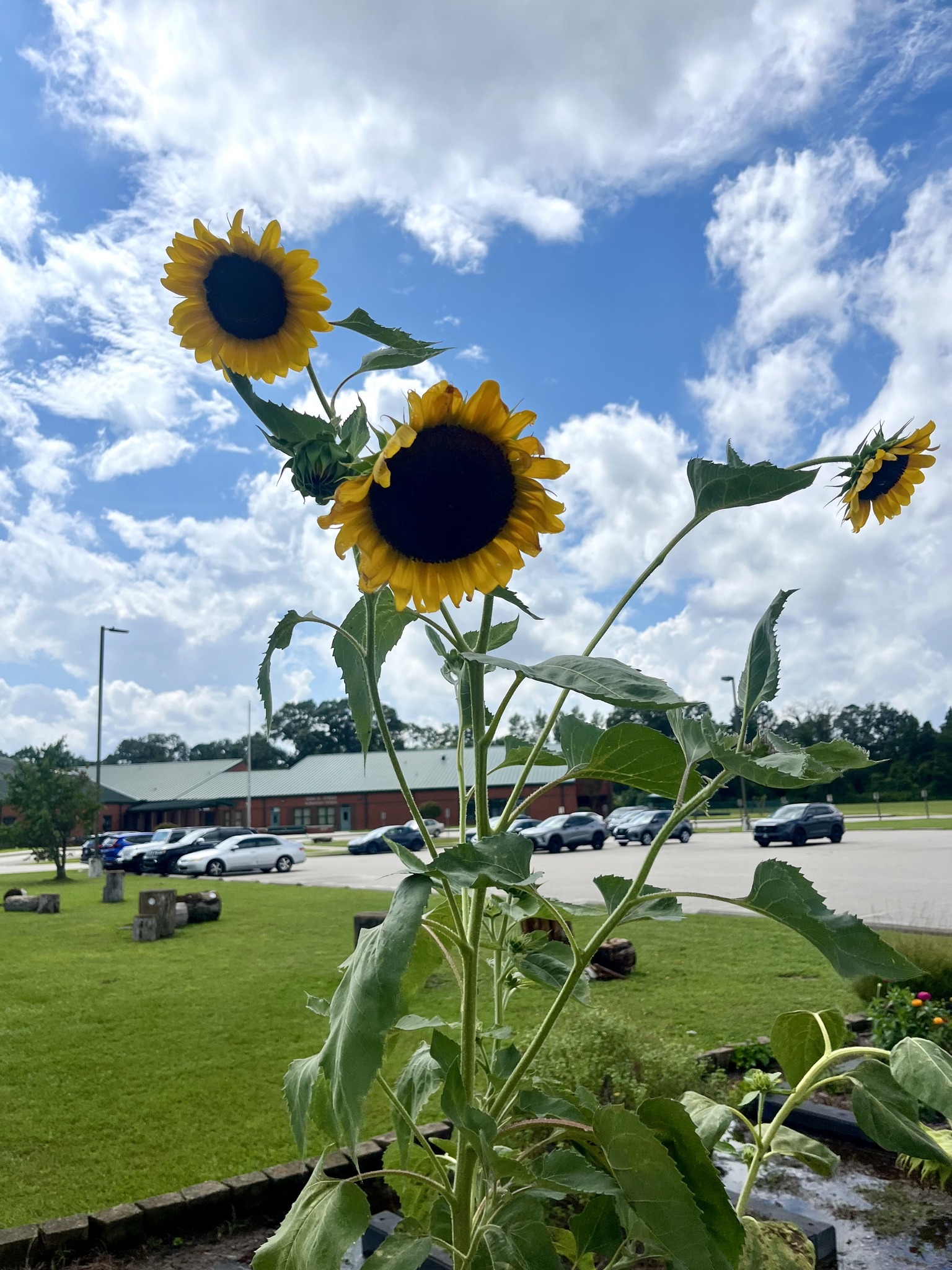 Sunflowers with the school in the background