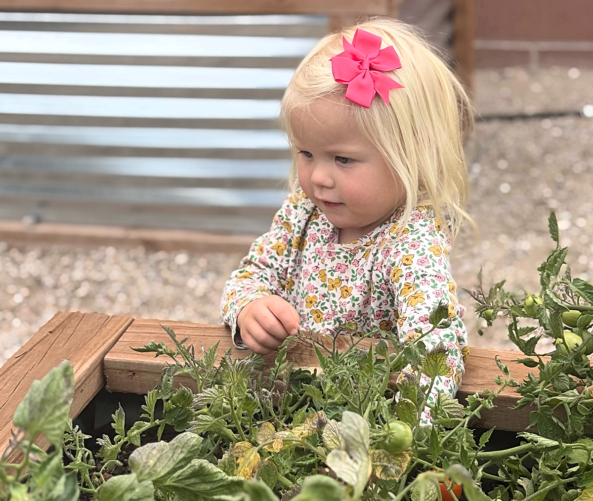 School Gardens Bring Learning to Life News Details