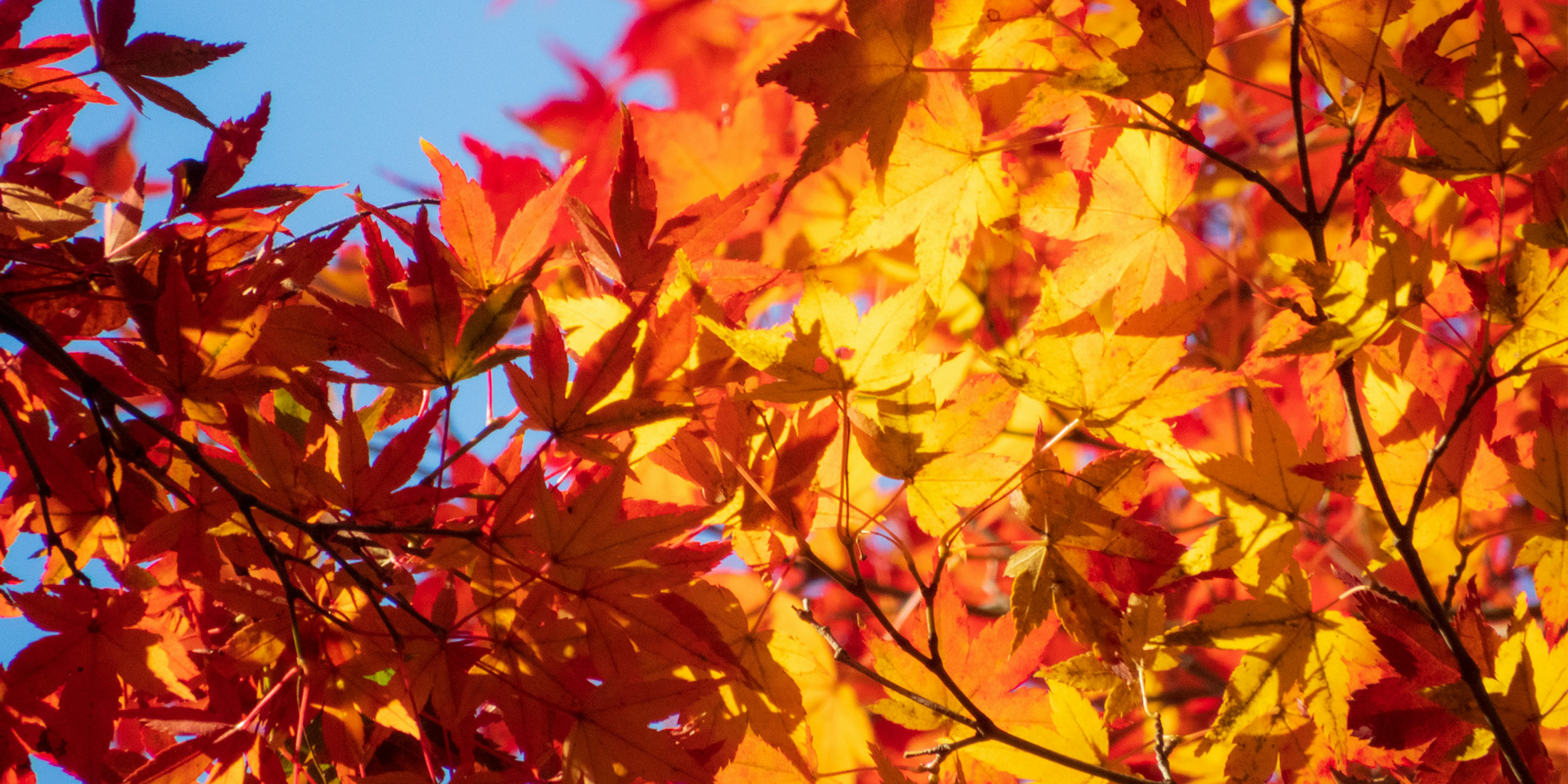 Fall leaves