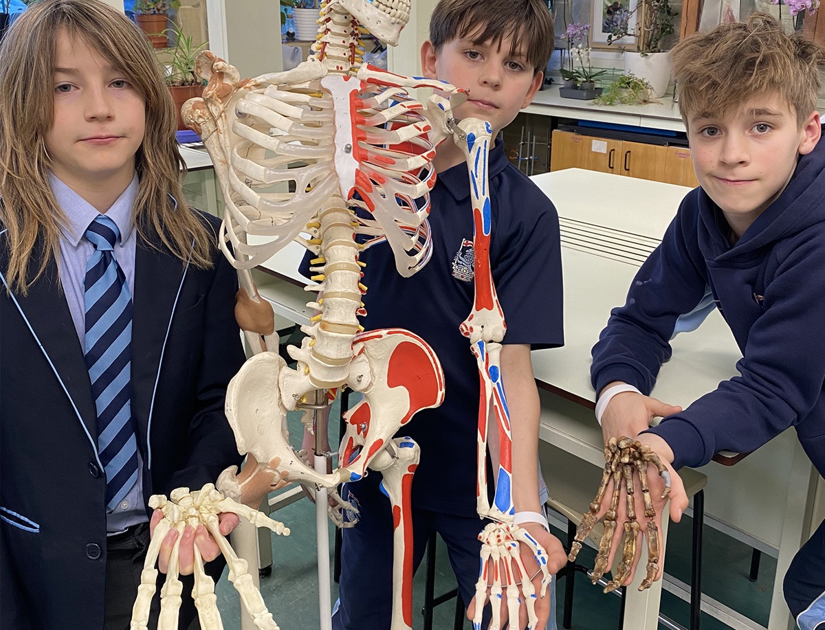 Discovering The Evolution Of Human Hands And Feet | Post Details