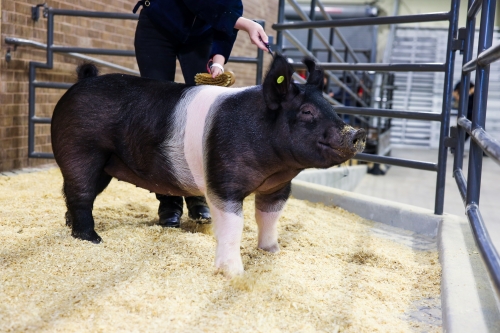Grand Champions: Katy ISD FFA Livestock Show Auction Tops Record $1.2 ...